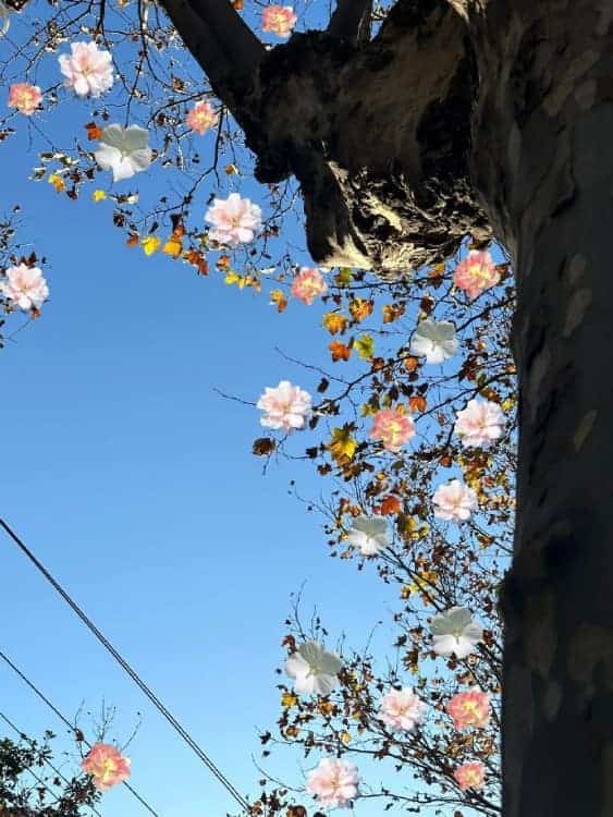 未来可期充满希望的个性微信头像 枯木逢春好寓意头像_2