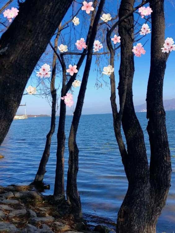未来可期充满希望的个性微信头像 枯木逢春好寓意头像_3