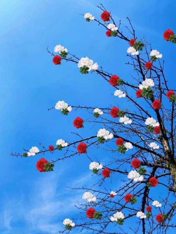 未来可期充满希望的个性微信头像 枯木逢春好寓意头像_9