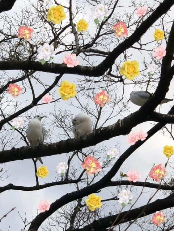 未来可期充满希望的个性微信头像 枯木逢春好寓意头像_13
