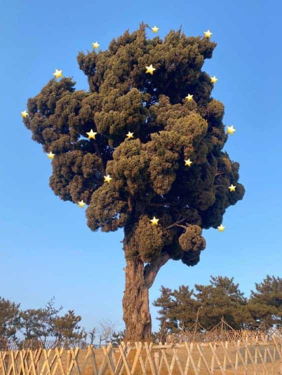 未来可期充满希望的个性微信头像 枯木逢春好寓意头像_16
