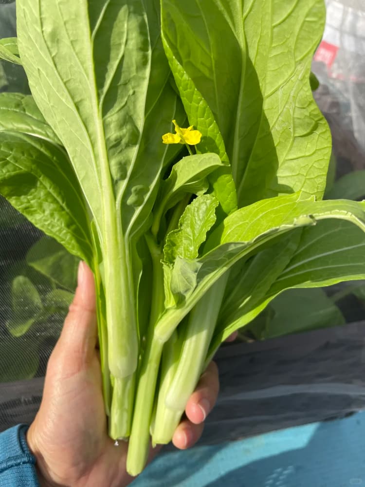 大芥菜长什么样？大芥菜图片_4