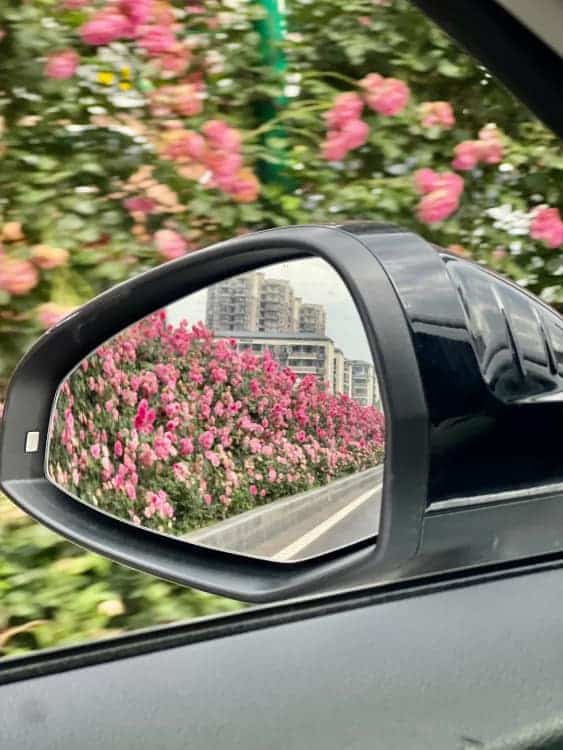 后视镜里的春天风景有意境的微信头像图_9