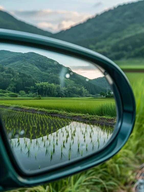 后视镜里的春天风景有意境的微信头像图_11