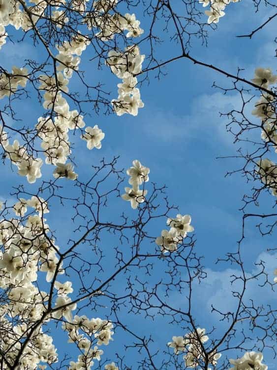 朋友圈配图春日繁花白色玉兰花开高清实拍照_1