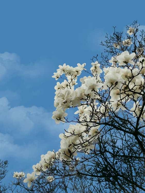 朋友圈配图春日繁花白色玉兰花开高清实拍照_3