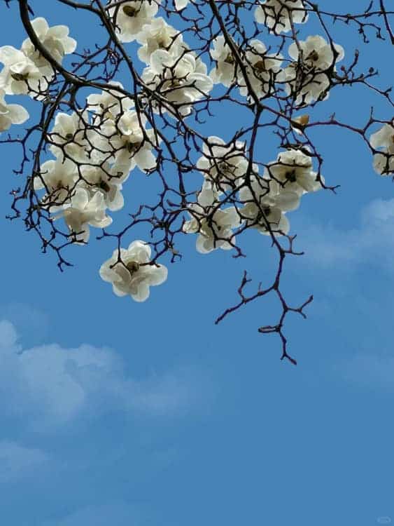 朋友圈配图春日繁花白色玉兰花开高清实拍照_4