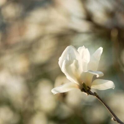 朋友圈配图春日繁花白色玉兰花开高清实拍照
