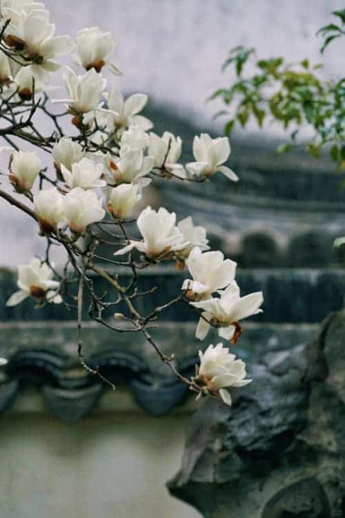 朋友圈配图春日繁花白色玉兰花开高清实拍照_11