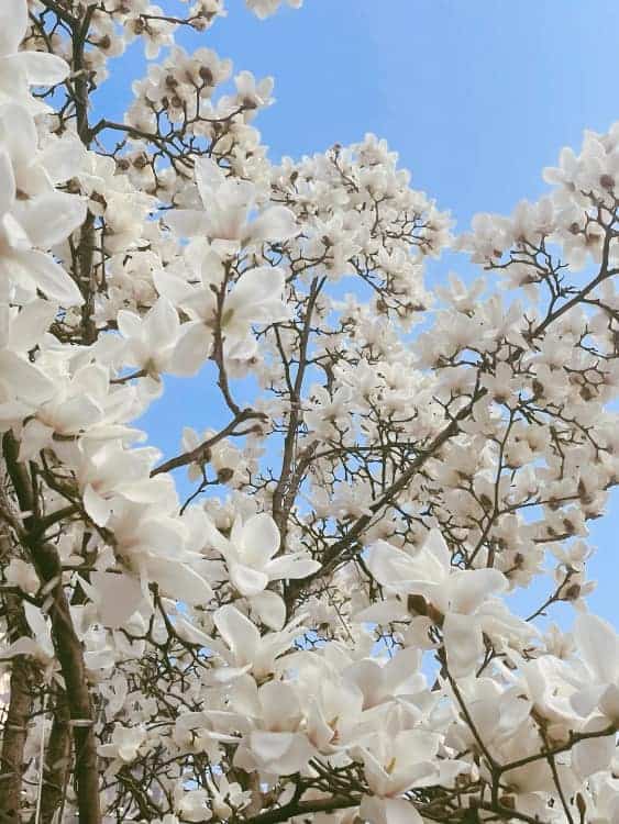 朋友圈配图春日繁花白色玉兰花开高清实拍照_14