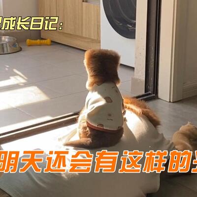 小狗坐在大狗狗身上晒太阳,超治愈的动物视频