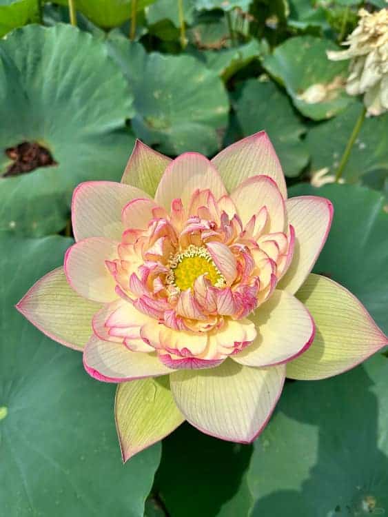 长辈喜欢的中老年人荷花睡莲花朵微信头像_2