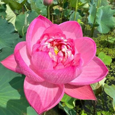 长辈喜欢的中老年人荷花睡莲花朵微信头像