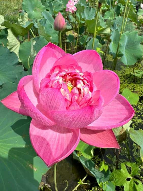 长辈喜欢的中老年人荷花睡莲花朵微信头像_4