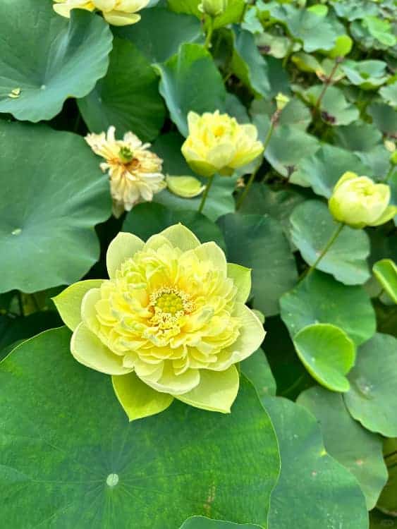 长辈喜欢的中老年人荷花睡莲花朵微信头像_5