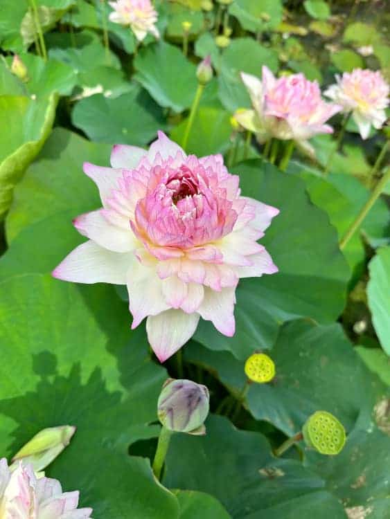 长辈喜欢的中老年人荷花睡莲花朵微信头像_10