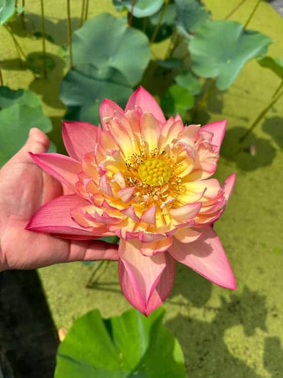 长辈喜欢的中老年人荷花睡莲花朵微信头像_11