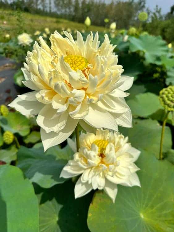 长辈喜欢的中老年人荷花睡莲花朵微信头像_12