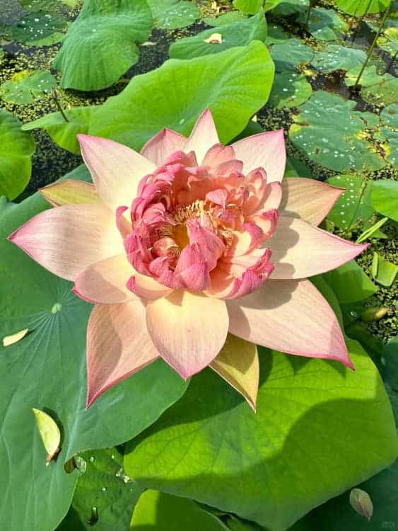 长辈喜欢的中老年人荷花睡莲花朵微信头像_13