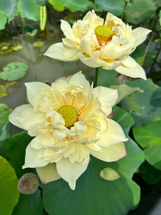长辈喜欢的中老年人荷花睡莲花朵微信头像_16