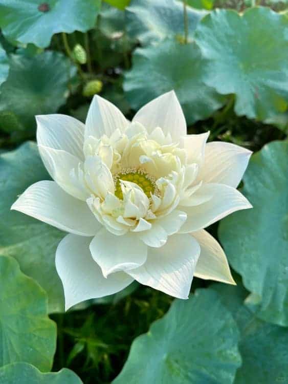 长辈喜欢的中老年人荷花睡莲花朵微信头像_18
