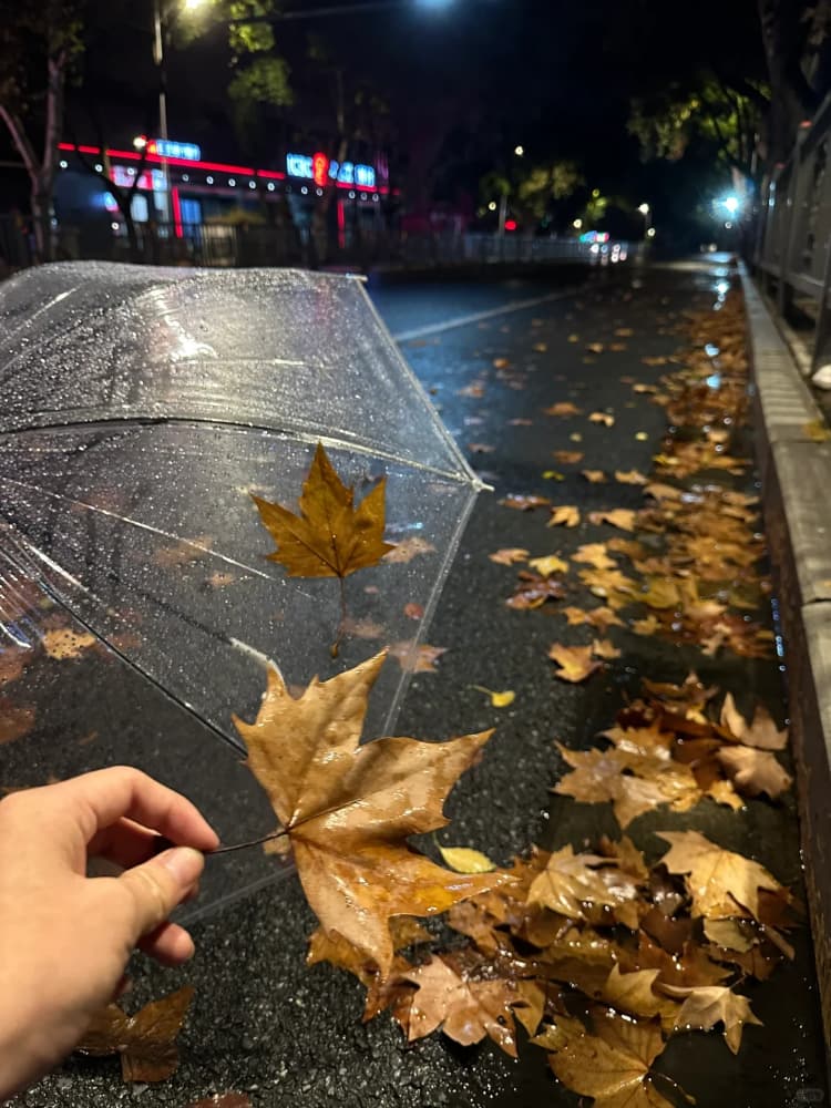 下雨天路边街道枫叶雨伞氛围感唯美图片_7