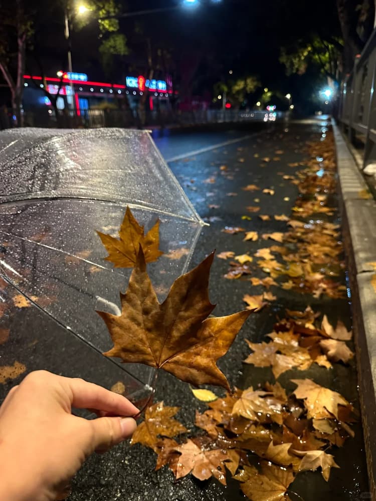 下雨天路边街道枫叶雨伞氛围感唯美图片_6