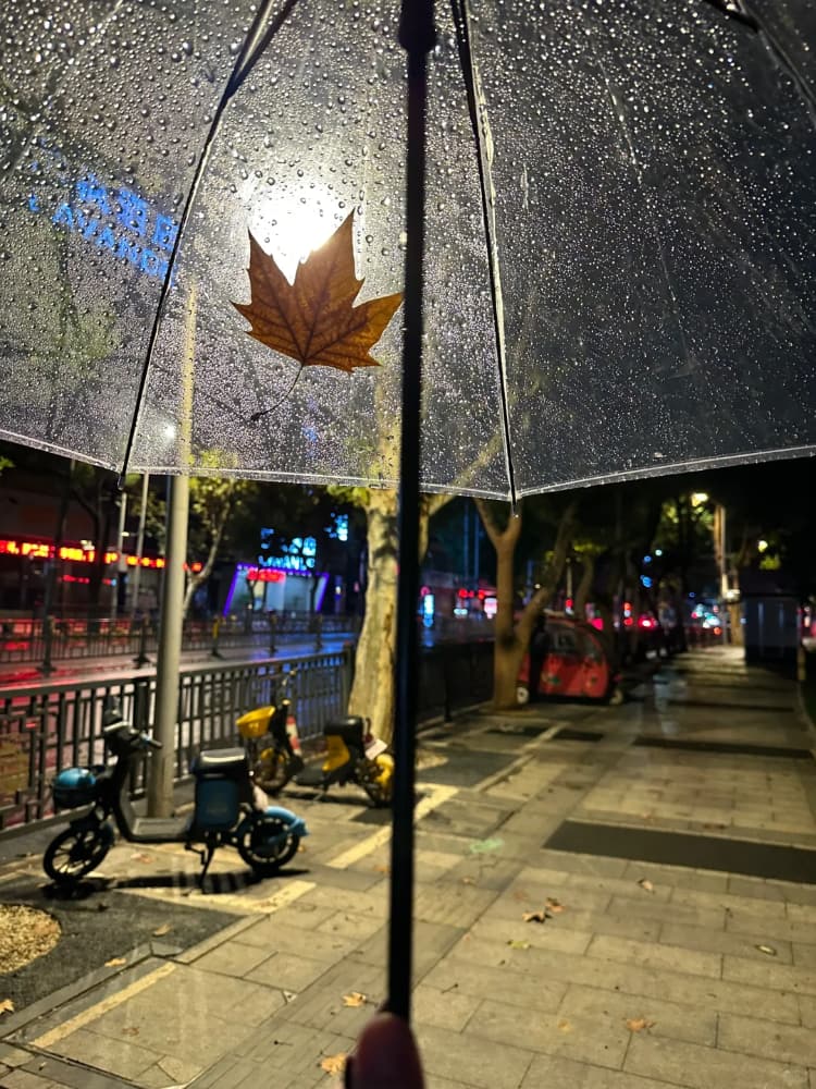 下雨天路边街道枫叶雨伞氛围感唯美图片_3