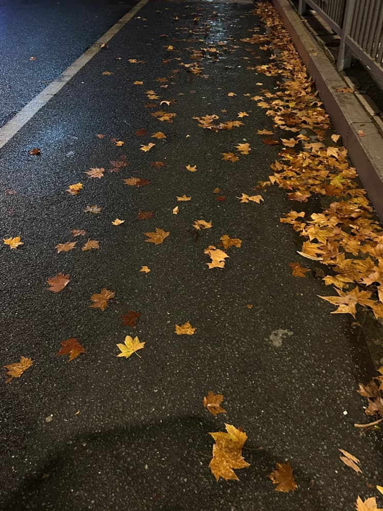 下雨天路边街道枫叶雨伞氛围感唯美图片_1