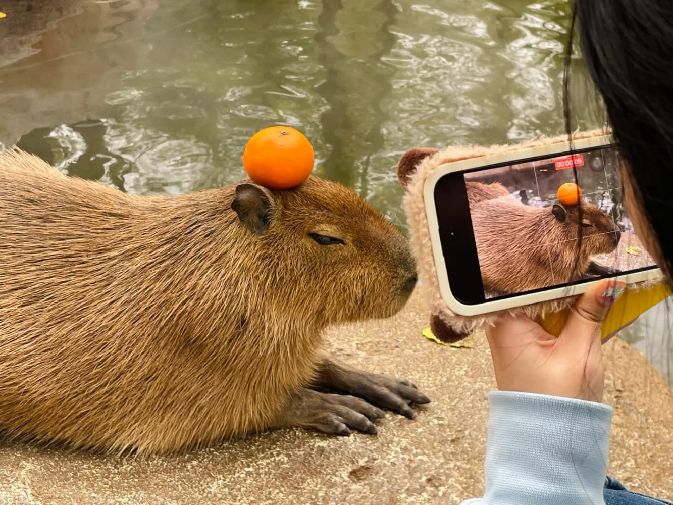 capybara卡皮巴拉水豚萌宠图片_1