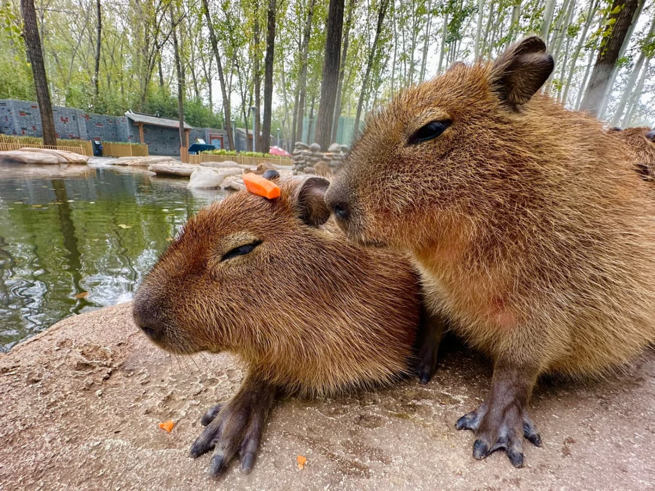 capybara卡皮巴拉水豚萌宠图片_2