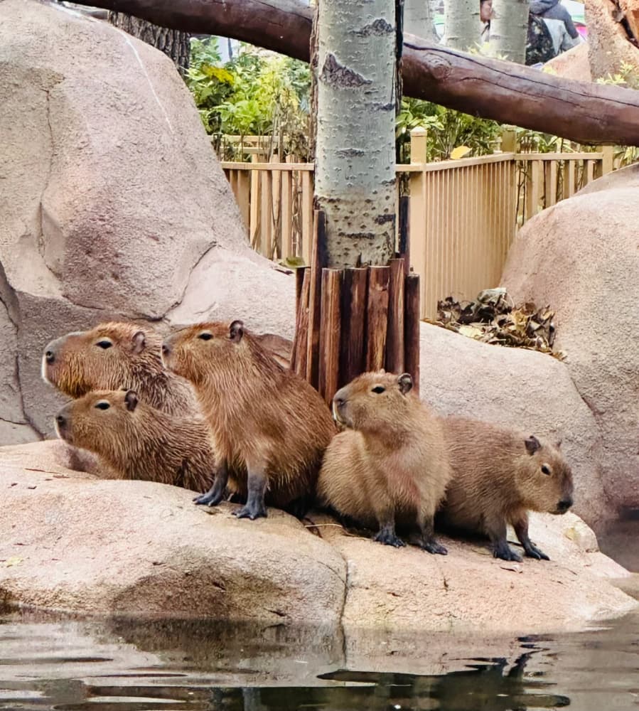capybara卡皮巴拉水豚萌宠图片_3