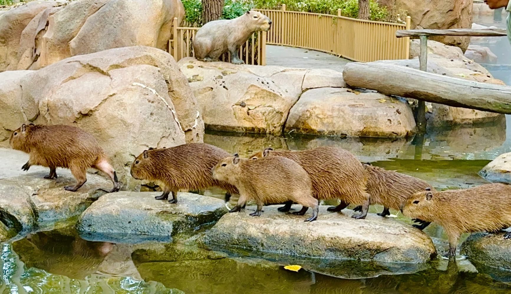 capybara卡皮巴拉水豚萌宠图片_4