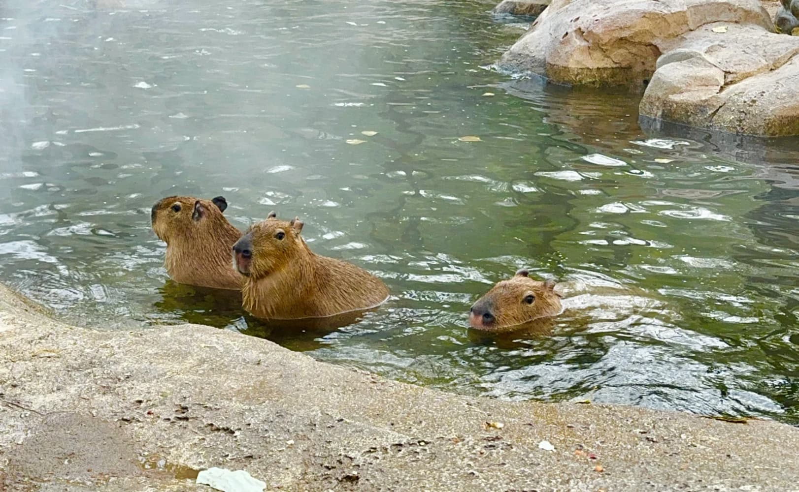 capybara卡皮巴拉水豚萌宠图片_5