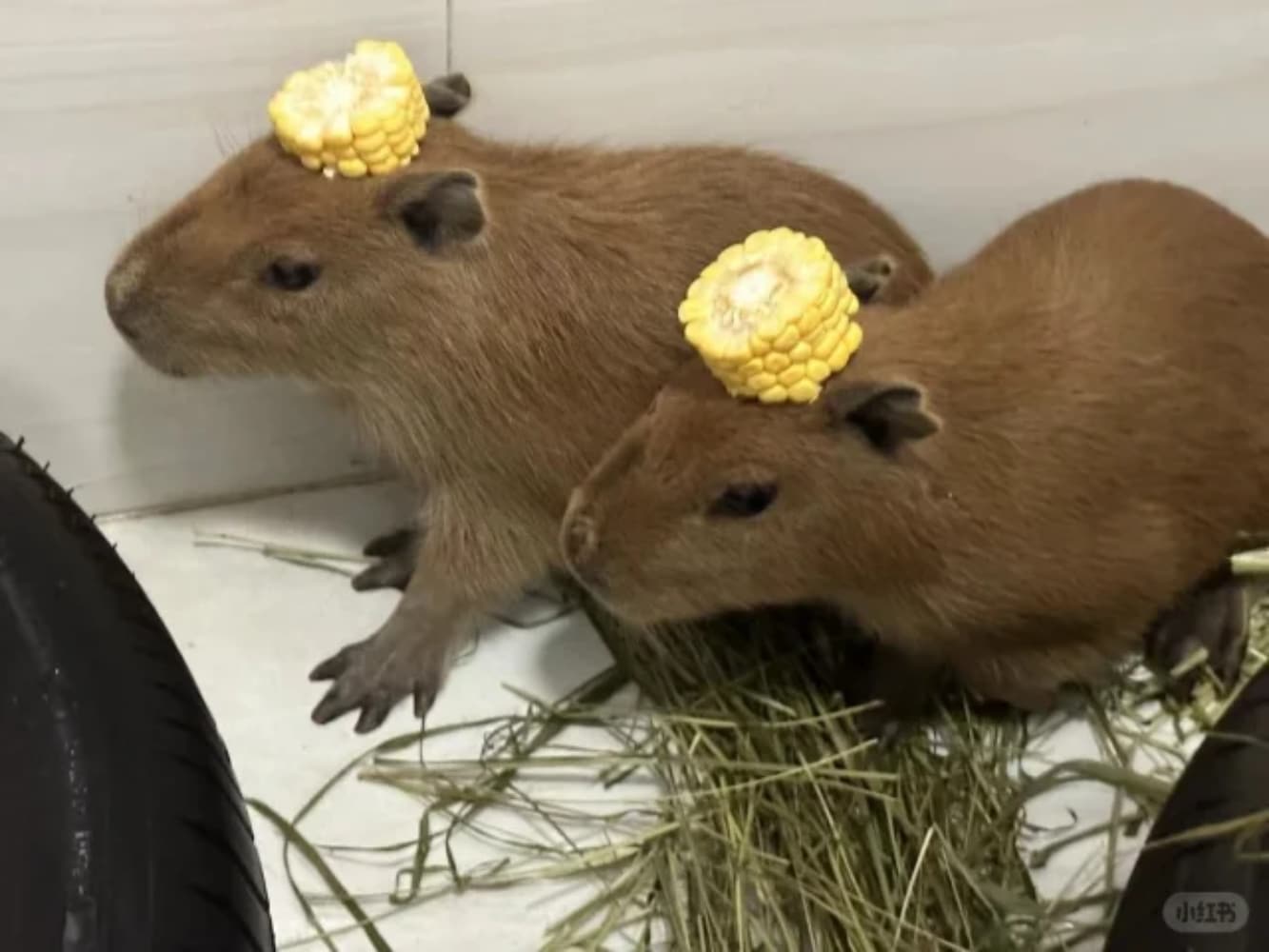 capybara卡皮巴拉水豚萌宠图片_6