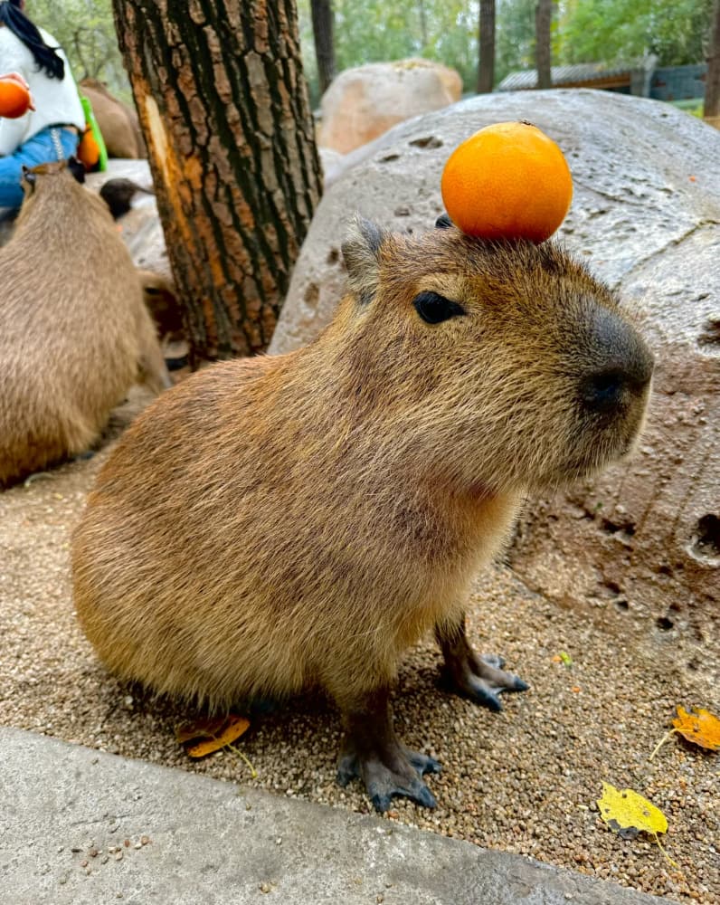 capybara卡皮巴拉水豚萌宠图片_7