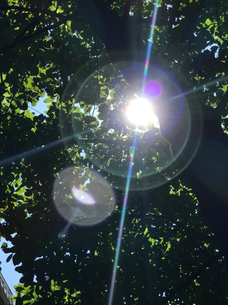 阳光梦幻治愈好天气绿绿的图片_4