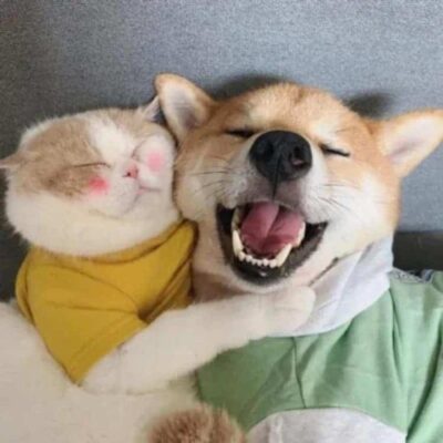 可爱呆萌小动物猫狗CP情侣头像图