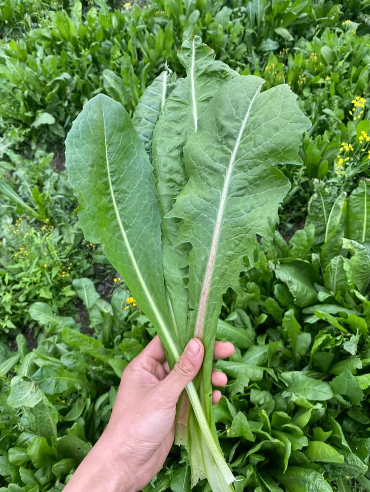 去挖野菜的野生苦苣\苦菜\菊苣图片_3