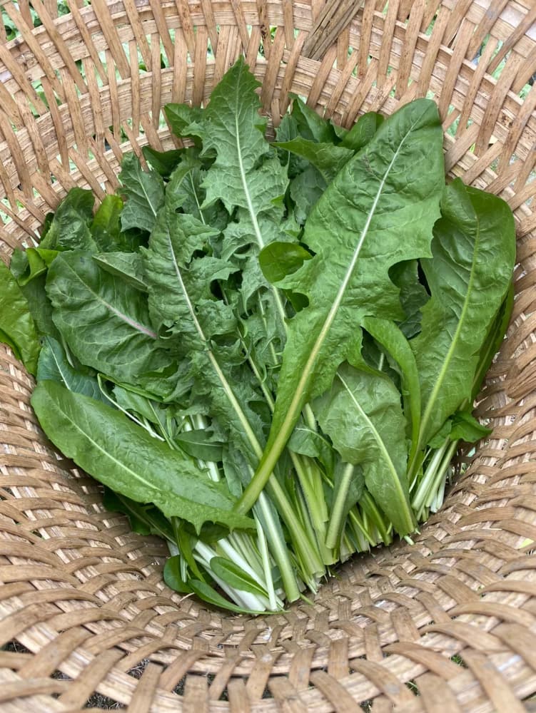 去挖野菜的野生苦苣\苦菜\菊苣图片_2