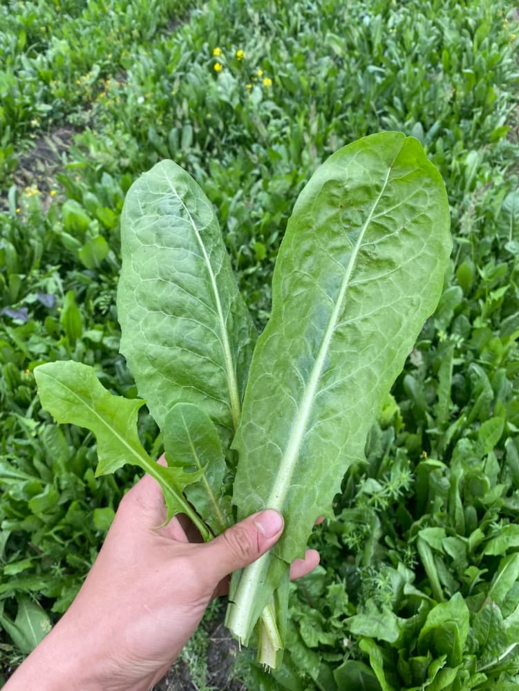 去挖野菜的野生苦苣\苦菜\菊苣图片_1