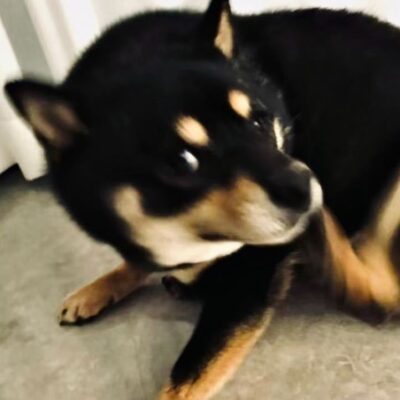 马嘉祺换头像了新头像是一只狗子
