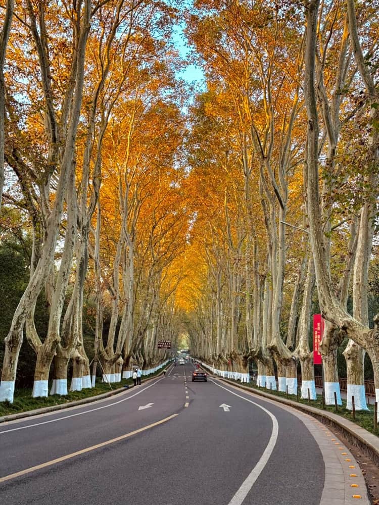 南京陵园路梧桐大道秋天梧桐树图片_4