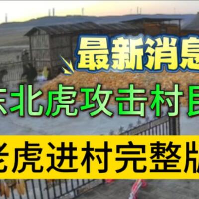 黑龙江勃利县东北虎进村老虎扑铁门完整版视频