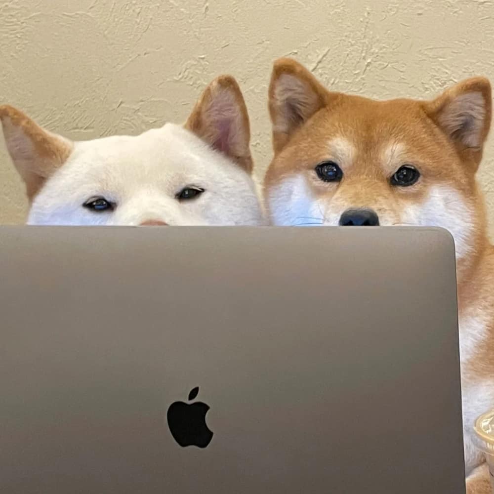 柴犬喝咖啡打电脑打工人头像图片_2