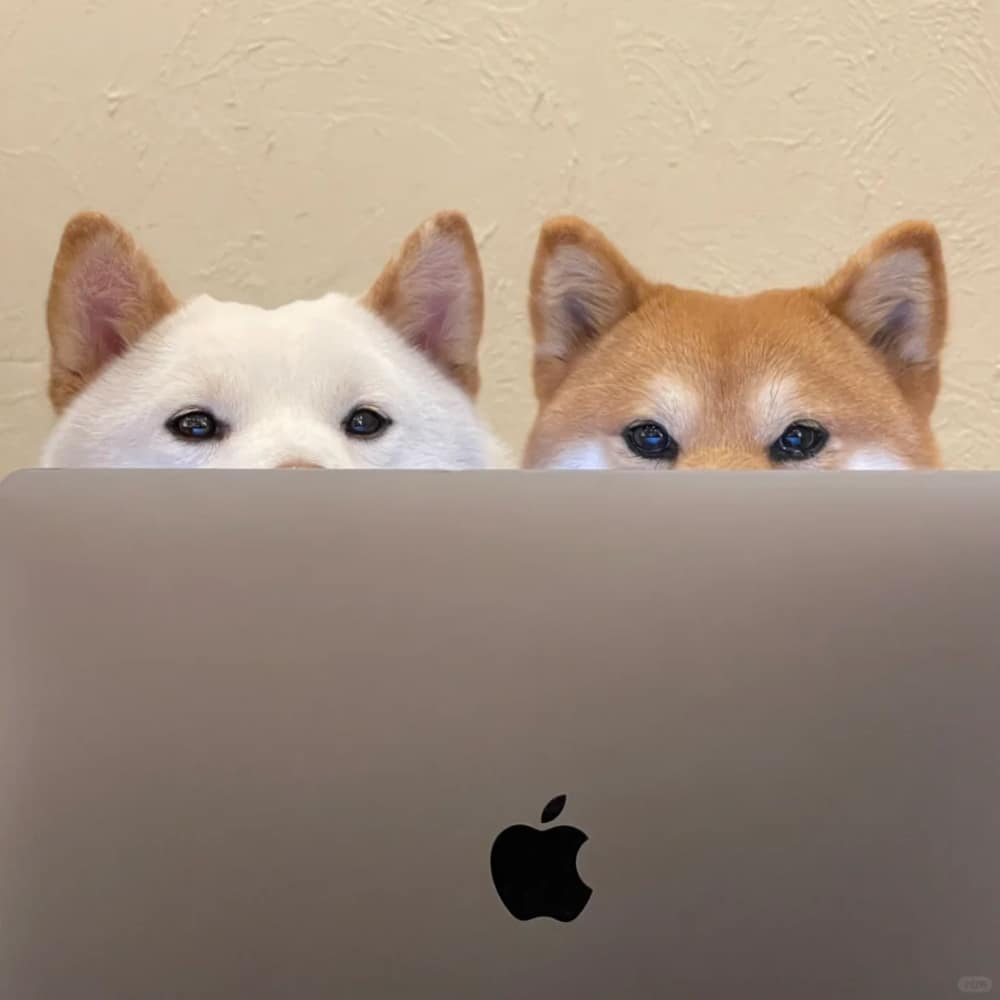 柴犬喝咖啡打电脑打工人头像图片_3