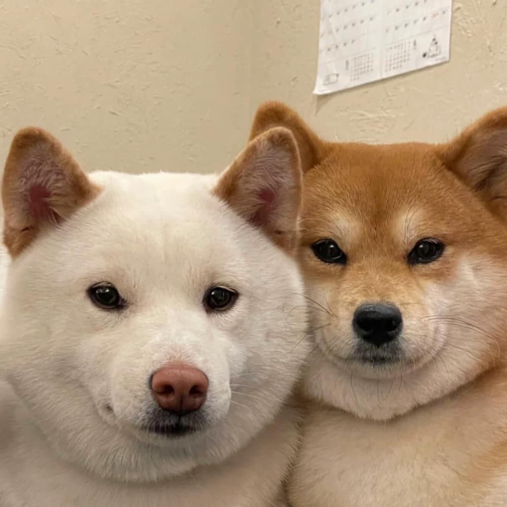 柴犬喝咖啡打电脑打工人头像图片_5