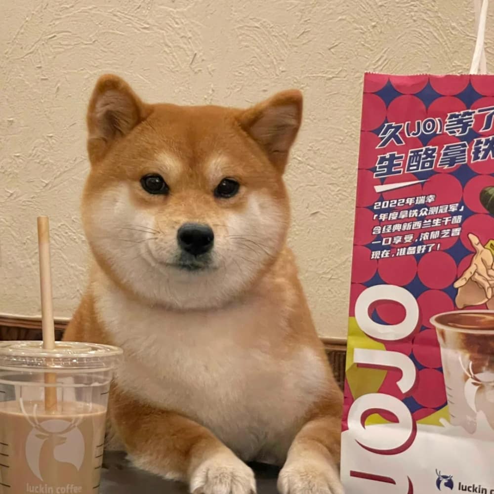 柴犬喝咖啡打电脑打工人头像图片_6
