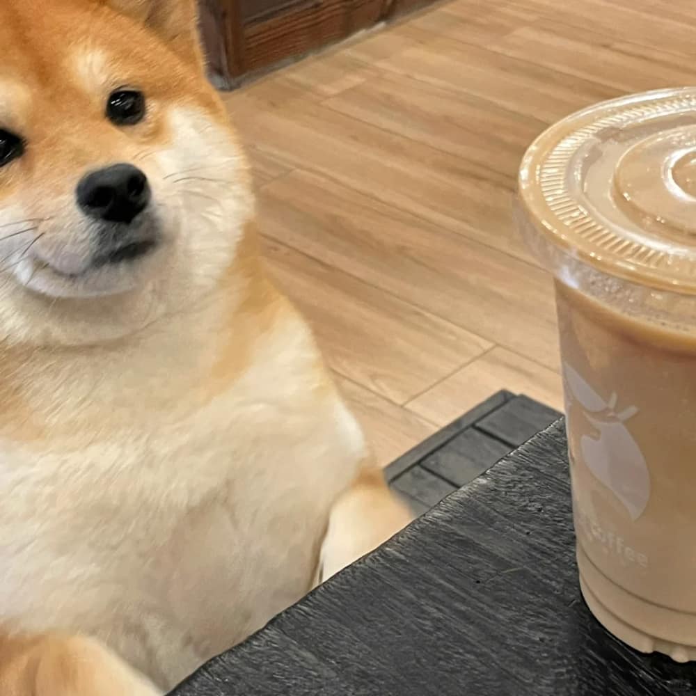 柴犬喝咖啡打电脑打工人头像图片_9