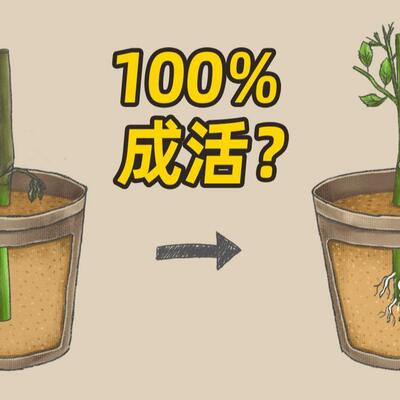 在床上的72种扦插方法图片以视频